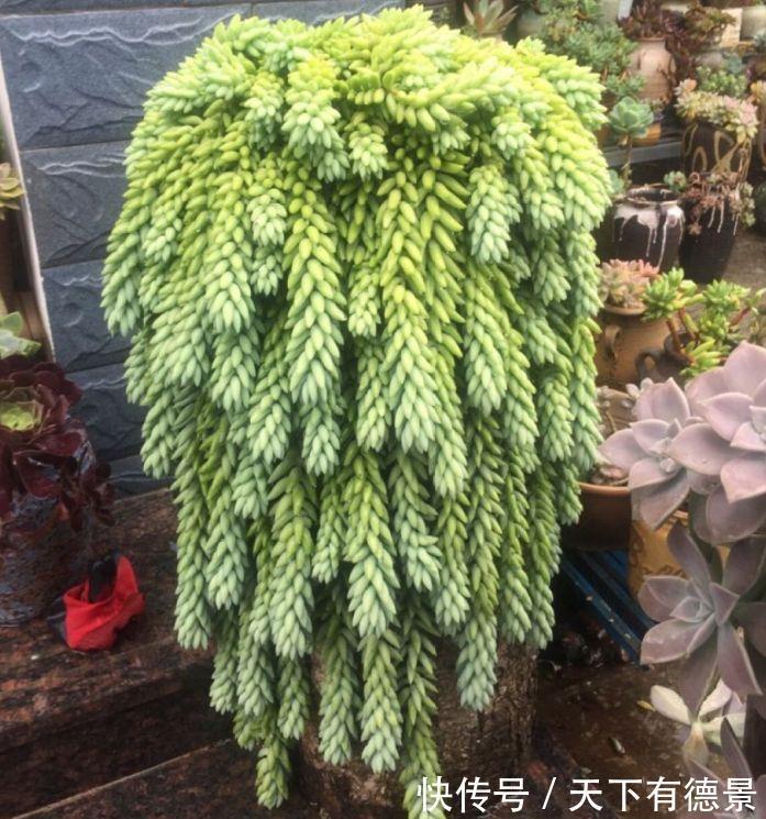 多肉狠心剃个头,呼呼长满小肉芽,20天就爆盆