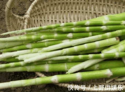 野山笋|农村有些常见野菜,具有防治糖尿病、高血压、烦渴、失眠等功效