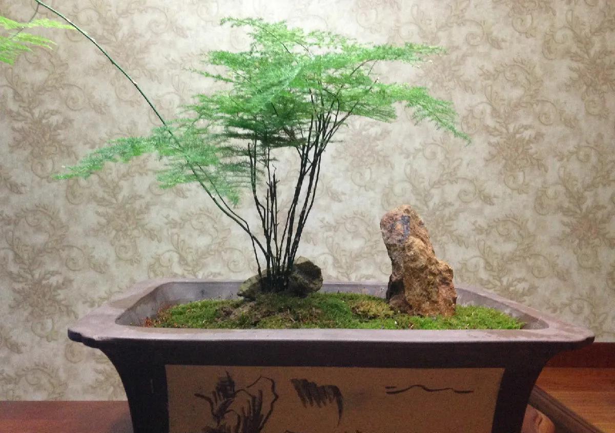 这些花卉很好养，没有阳光也能活，种到室内准没错，大气又美观