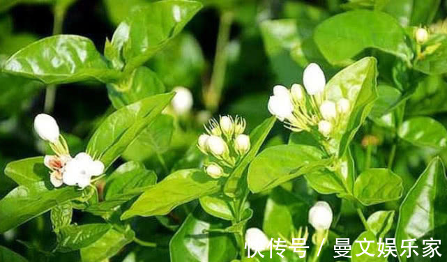 种花|越剪越旺的“3种花”,开花多到爆盆,不见叶子只见花,美!