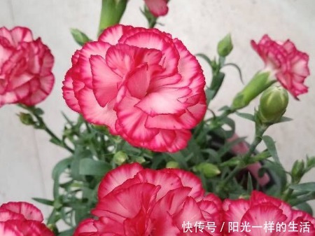 新手养花,不如养盆花中精品“紫玉玫瑰”,花色浓艳,娇艳欲滴