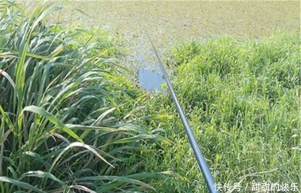 野钓大板鲫的两种“野路子”,只适合春季使用,其他季节玩不起来