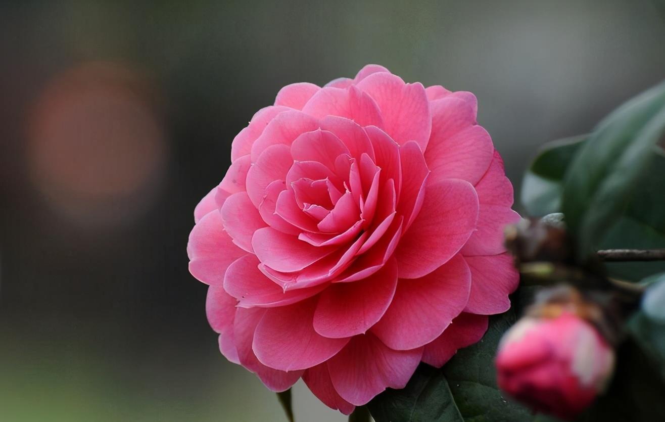 花期|现在养茶花，要学会拒绝，才能更好地生长，入秋就满头花苞