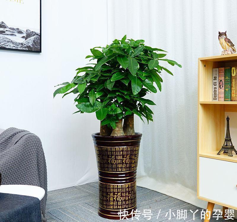 客厅见树,家兴人旺!6种吉利树,好养寓意好,还能养身体
