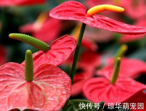 耐寒|家里养此款花卉，便宜又好养，花朵美艳迷人，养在家中香飘满屋