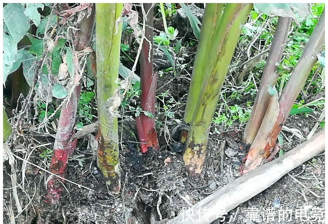 长得像生姜,吃起来像芋头,用来炖肉特别香,你家乡或许有