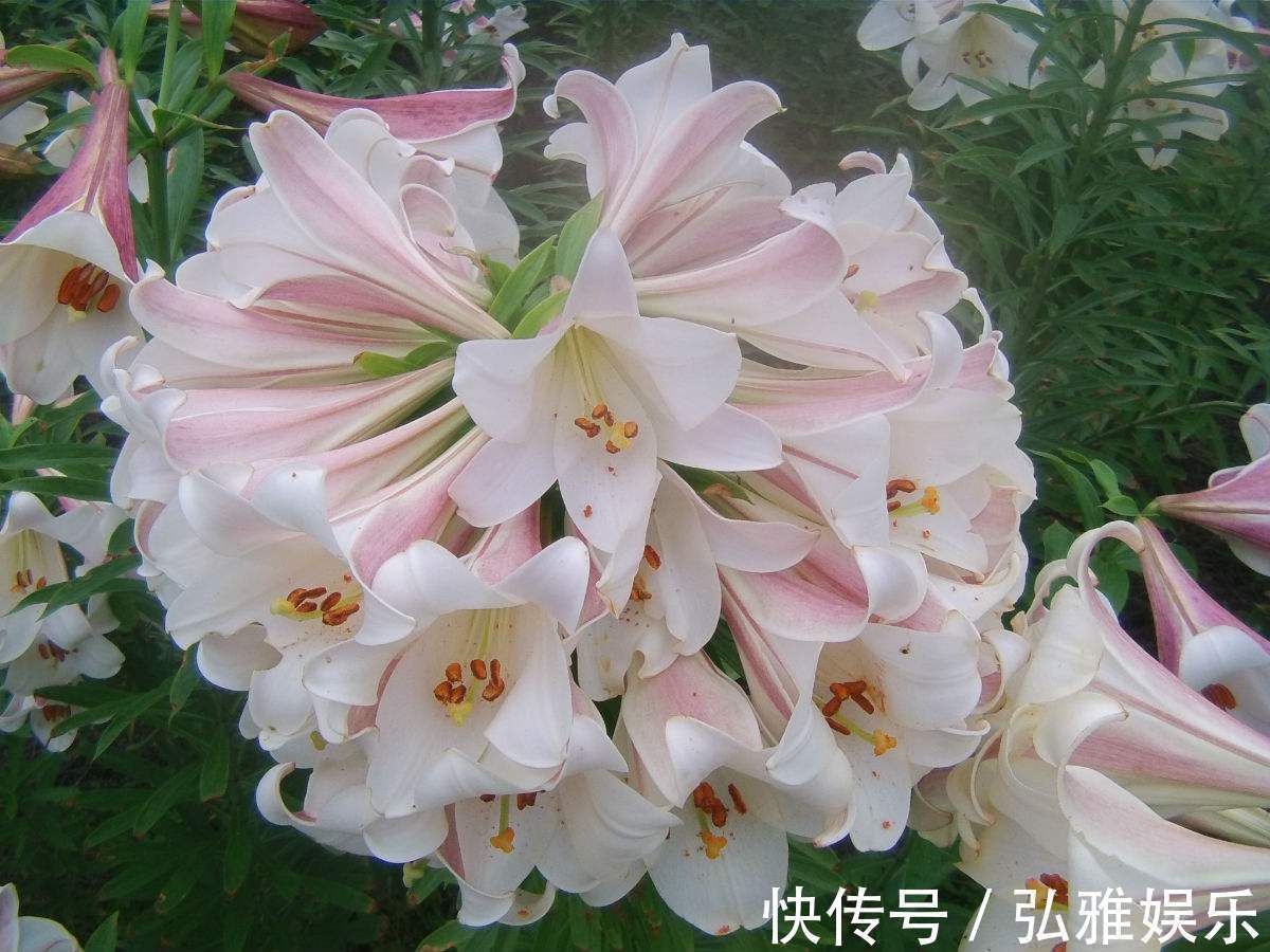 日常养护百合有讲究,注意这样几点,避免只长叶不开花,花多色艳