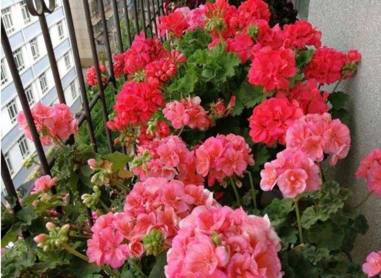 适合冬天养护的4款花卉,不仅花好看名字也好听,颜值超高的