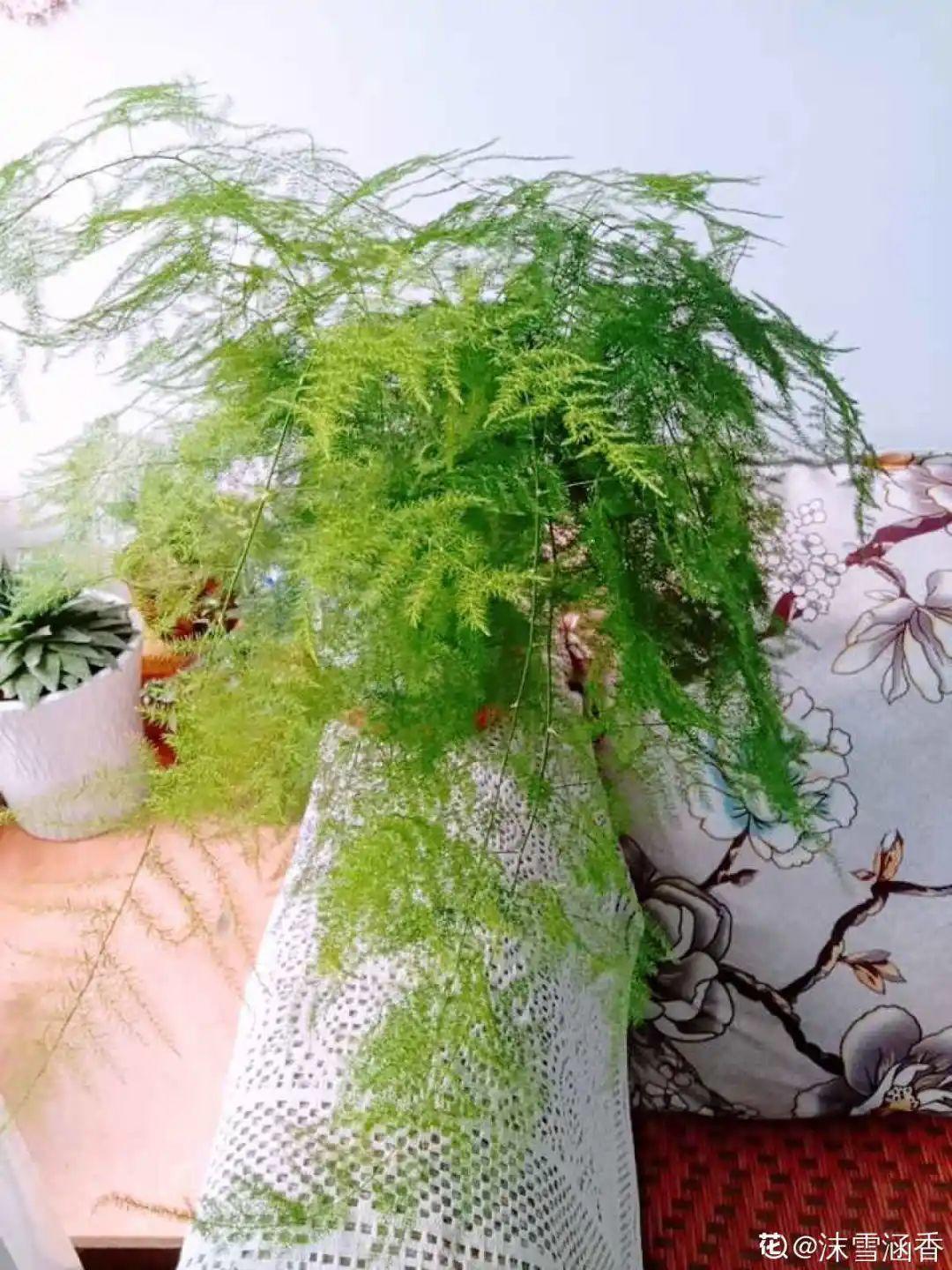 黄叶|给花浇水掺点白醋，植物根比萝卜还粗，健壮不黄叶