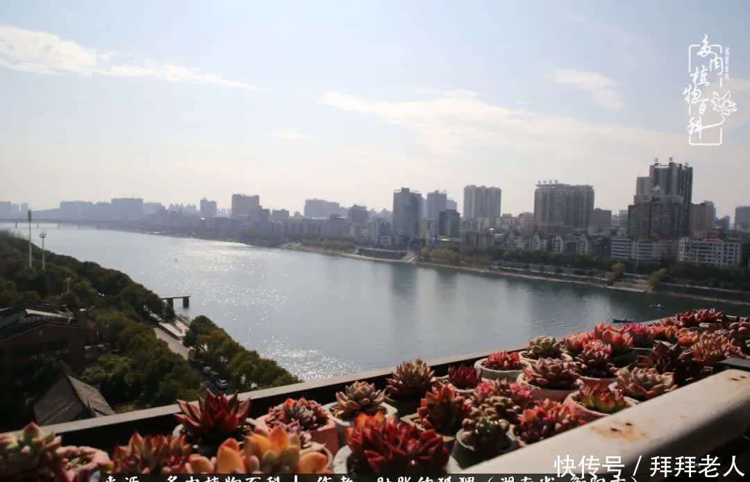 养多肉,我们到底养的是什么?