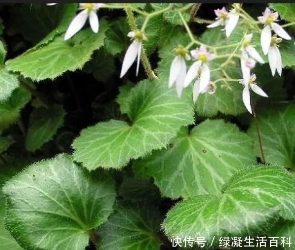 叶子|农村有种叶子,形似荷叶,却是名贵药材,清热解毒,湿气一扫而光