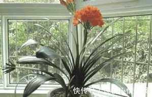 有光泽|养君子兰盆里垫块它花箭抽得快一年2次花简单好用