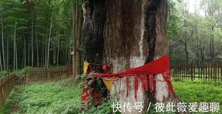 树龄|安徽马鞍山：树龄最长的古银杏树，旁边还有座废弃的寺院