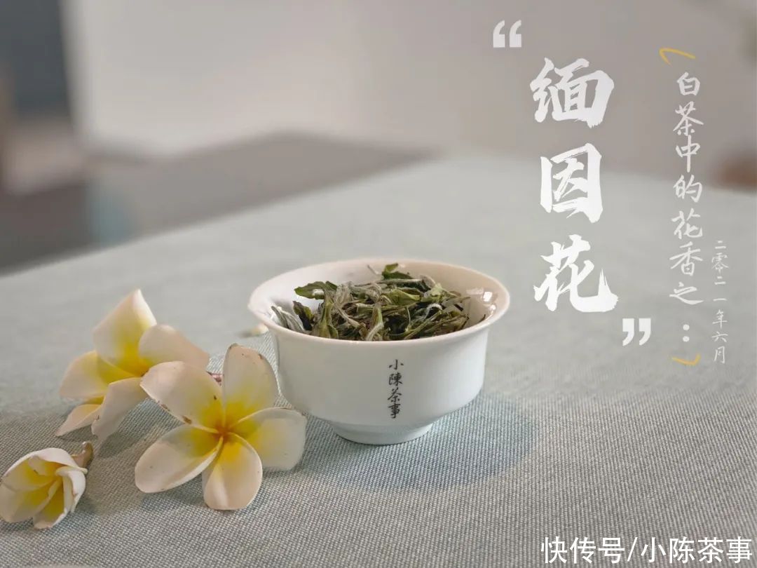 新茶|新白毫银针VS老白毫银针，是不是新茶的毫香味，喝起来更浓一点？