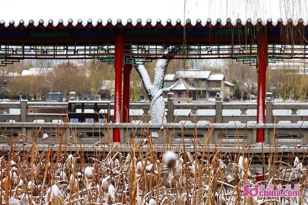 蜡梅吐蕊，玉兰含苞：济南初雪后，大明湖静美如诗