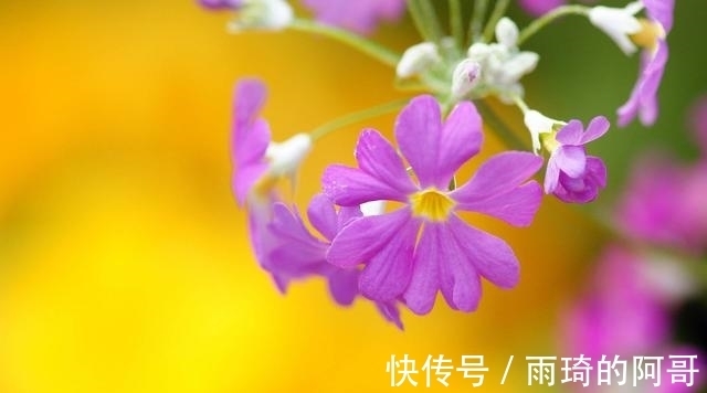 桃花大旺|2021年爱情苦尽甘来的4星座，桃花大旺，将与旧爱破镜重圆