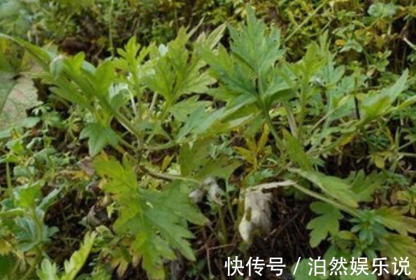 艾疚|80岁老奶奶每天用一份艾草,4大好处让人惊喜,早知早受益