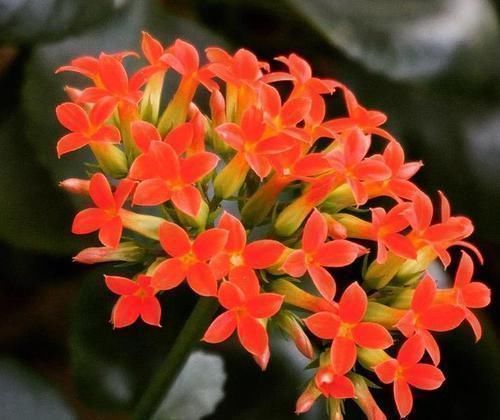 黄叶|家里的这“2种药”,用来浇花,再也不担心黄叶烂根