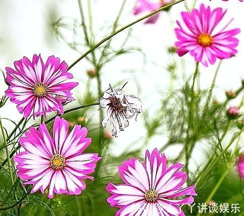 财运亨通|未来一个月，4属相好运接二连三，财运亨通，福气满满，富贵盈门