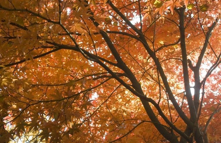 入秋之后，广东人爱喝这6道汤，滋补润燥又营养，让你轻松过秋