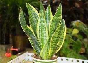 虎皮兰生长缓慢教你3个养护小妙招,轻松爆盆长小芽