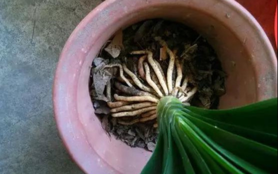 养花技巧花草换盆不懂这3点难怪换完盆就黄叶枯死