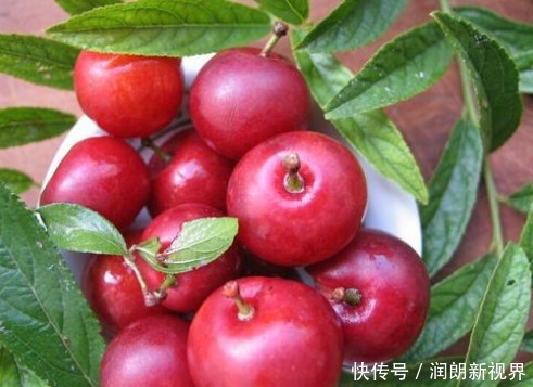 农村|农村常见的一种“高钙果”,钙含量竟居水果之首,有钱都难买到