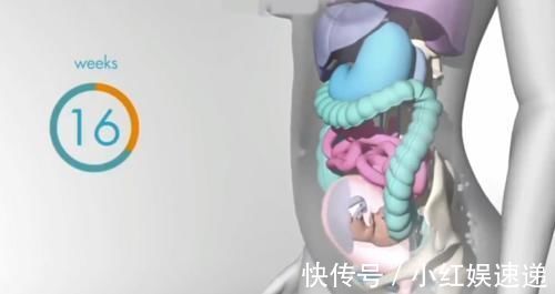 妈妈|怀胎十月,胎儿把妈妈的内脏挤哪去了?十张过程图带你了解