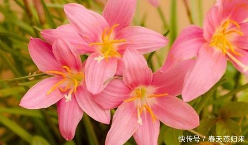 达芬奇|喜欢在家中养护花卉,就养护欣赏价值较高的3种花卉,花期长,美