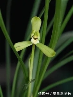 好丑!好臭!你没看错,我说的是兰花