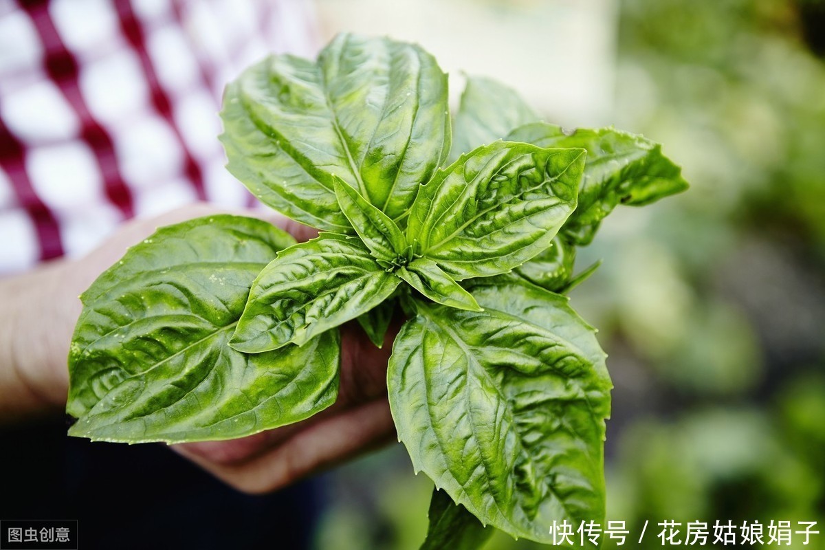 治疗|蚊虫驱除不掉怎么办？5种花草能驱除蚊虫，汁液能治疗蚊虫叮咬