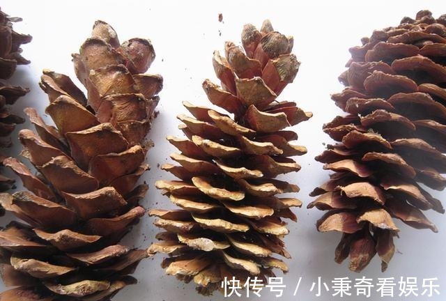 秋天满地的“稀奇宝贝”，不要白不要，捡起来养花，养1盆爆1盆