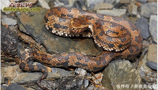 台湾烙铁头蛇 台湾特有蛇 体型小毒性很强 快资讯 台湾烙铁头蛇 台湾特有蛇 体型小毒性很强 快资讯
