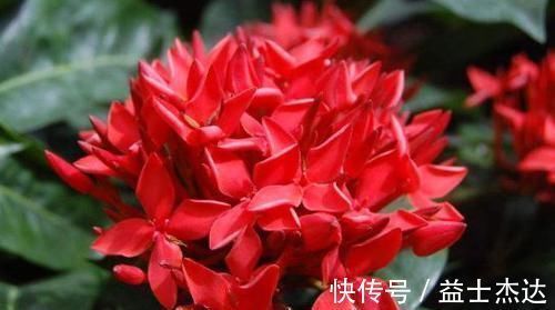 蟹爪兰|4款耐寒花,好养易活,开花早,花期几个月,漂亮又喜庆