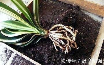 施肥|君子兰换盆之后有几个注意事项，做好就省下了“缓苗”