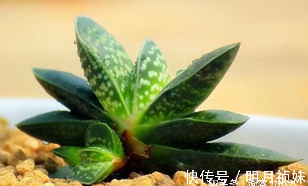不起眼|3种“不起眼”的多肉,原本无人问津,后期成网红抢手货,抢着要