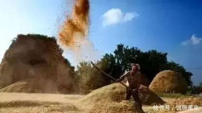 满满的|二十多年前收麦子的老照片，满满的丰收喜悦