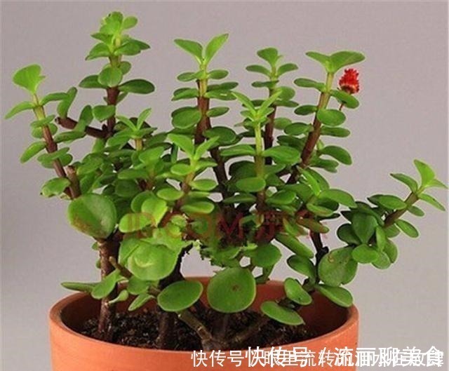 乱舞|金枝玉叶长的“狂魔乱舞”,剪几刀,秒变“悬崖桩”,烂根也不怕!