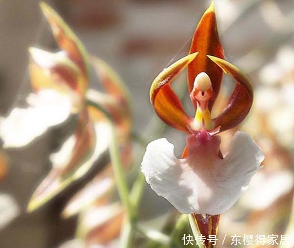 花儿|这些带着面孔的花儿,简直是花卉界的奇葩!奇花异草