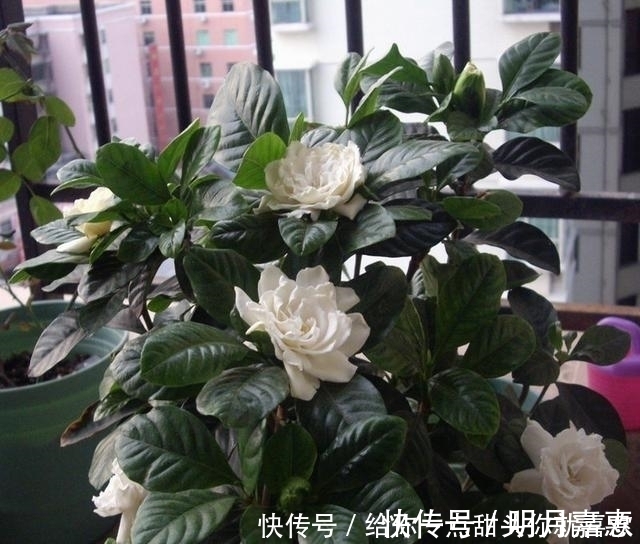 4种“香水花”，选一种养家里，晒晒太阳，满屋香水味，又香又美