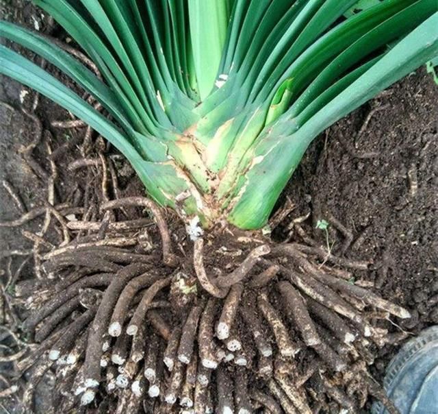 养花土壤板结,三种“玩意儿”丢盆里,土又好又肥,再也不板结了