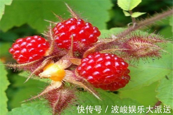 牛肝菌科|女性过了30,多食3种蔬菜,养颜补血,纤体瘦身,多吃身体好