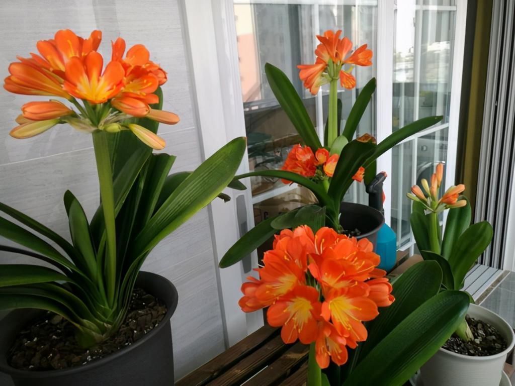 君子兰|君子兰捏着“硬邦邦”？不是“有喜”了，就是满盆“肉虫子”