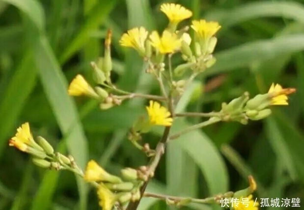 菊花|农村一种像是菊花的野草,以前没人知道,现今才知它的价值