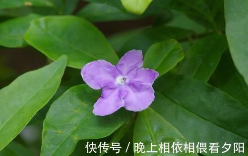 茉莉花|想要冬季茉莉花损耗小,养护做好这几点,来年长势快,开花多