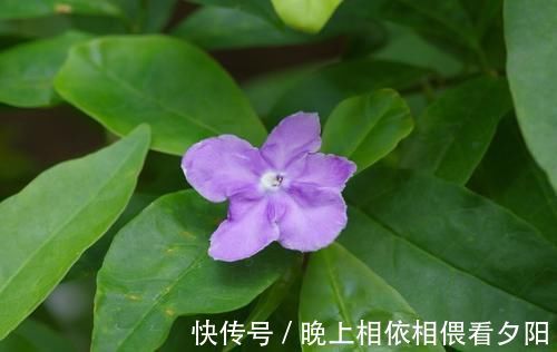 茉莉花|想要冬季茉莉花损耗小，养护做好这几点，来年长势快，开花多