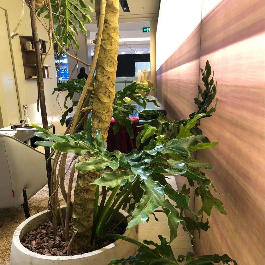 大叶|10种花越高越值钱,能长到2米,大高个霸气镇宅!