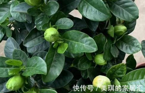 营养杯|导致,新买栀子花短期内,出现萎蔫,罪魁祸首有5点