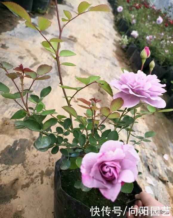 主干|月季花也有好坏！如何挑选好的月季？养好月季花，苗子要选对