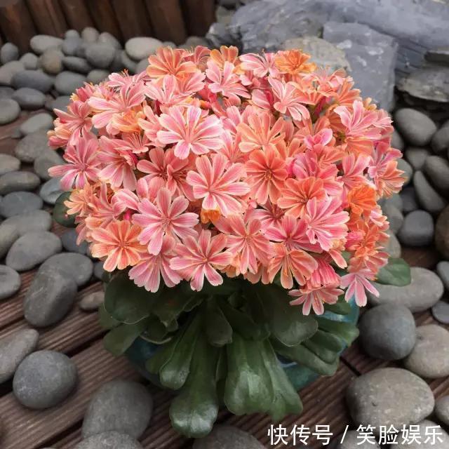 长寿花|这花像长寿花一样好养，全年不间断的开花，太美了